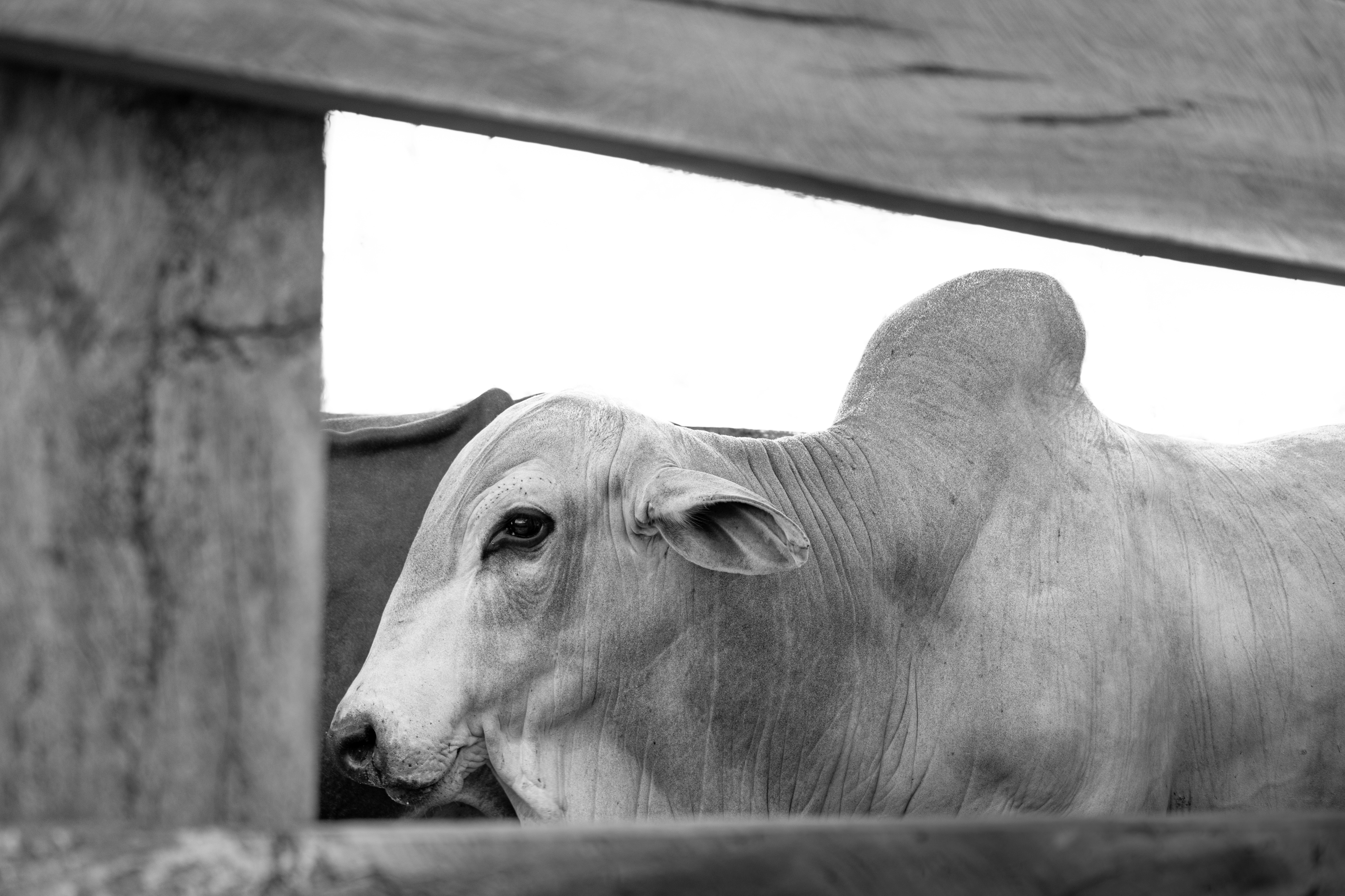 Cattle Raids